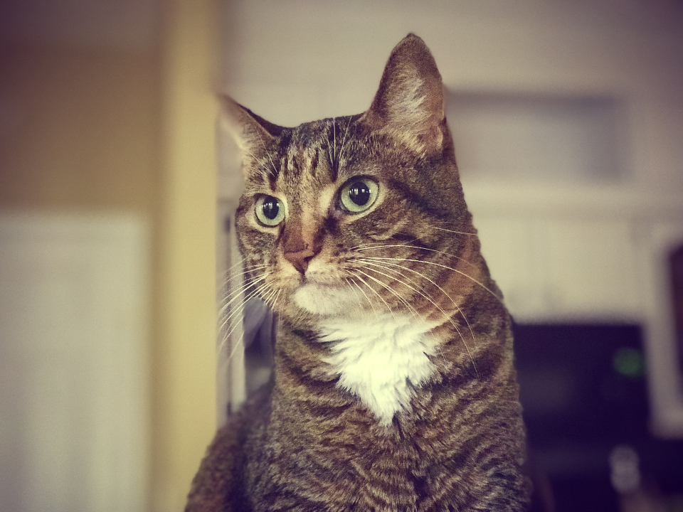 cat