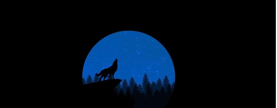 wolf in the night